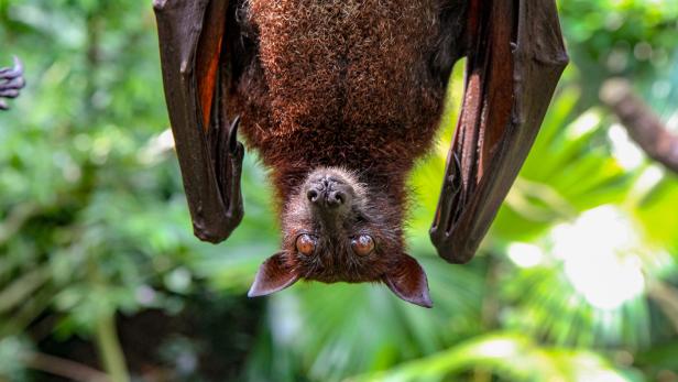 Fledermäuse übertrugen das Virus